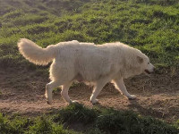 mastino abruzzese femmina